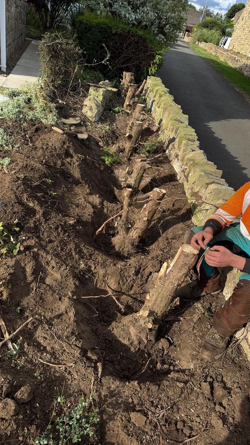 Large stump before grinding - Leeds property