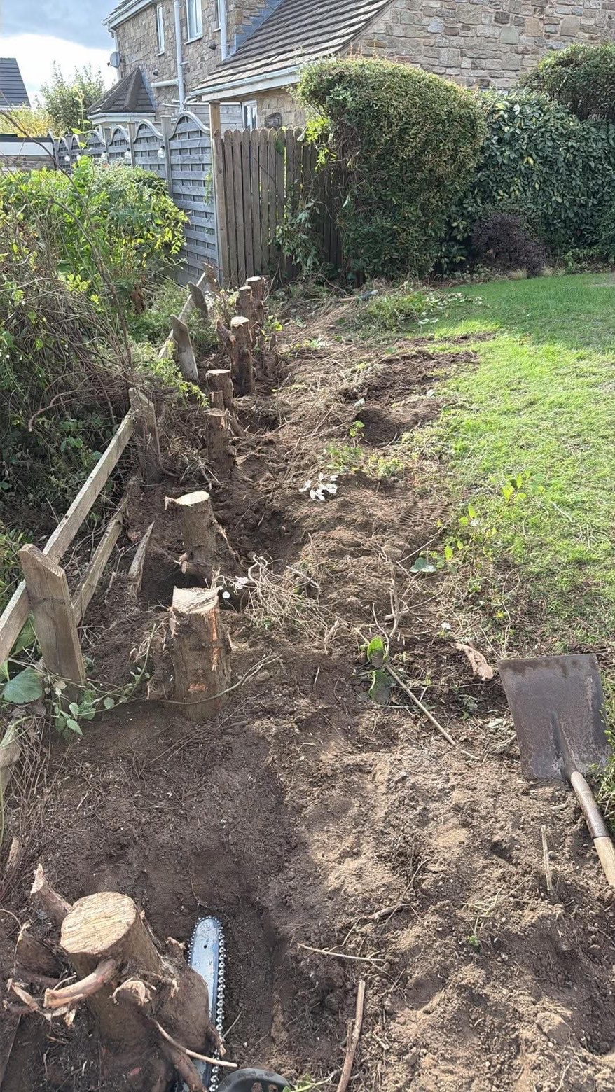 Tree stump before grinding - Yorkshire property